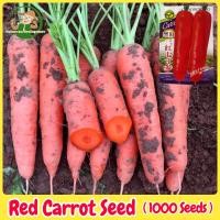 ราคา ปลูกง่าย เมล็ดสด100 เมล็ดพันธุ์ แครอท สีแดง บรรจุ 1000เมล็ด Red Carrot Seeds for Planting เมล็ดแครอท ผักออร์แกนิก เมล็ดพันธุ์ผัก ผักสวนครัว ต้นไม้มงคล ต้นผลไม้ บอนไซ พันธุ์ผัก เมล็ดผัก เมล็ดพันธุ์พืช 