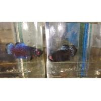 ราคา ปลากัดสายบู้ สายเลือดอินโดแท้ เพศผู้ (18848518210)