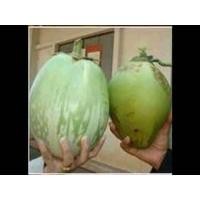 ราคา เมล็ดพันธุ์มะเขือยักษ์ พันธุ์มะเขือลูกใหญ่กินผลได้รสชาติดี มีให้เลือก4สายพันธุ์ (13776066093)