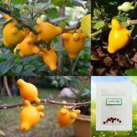 ราคา เมล็ดมะเขือการ์ตูน 10 เมล็ด ซื้อ10แถม1 คละได้ (15789851052)