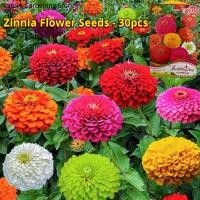 ราคา เมล็ดพันธุ์ ดอกบานชื่น เมล็ดดอกบานชื่น บรรจุ 30 เมล็ด คละสี Zinnia Flower Seeds for Planting เมล็ดดอกไม้ บอนสีราคาถูก เมล็ดบอนสี ต้นไม้มงคล บอนสี ดอกไม้ปลูกสวยๆ เมล็ดพันธุ์ดอกไม้ ไม้ประดับ พันธุ์ดอกไม