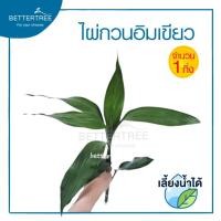 ราคา ต้นไม้เลี้ยงน้ำได้ จำนวน 1 ต้น ต้นไม้ฟอกอากาศ ต้นไม้ พลูด่าง พลู พลูด่างฟอกอากาศ ไม้น้ำ (19725061829)