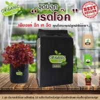 ราคา ชุดปลูกผักสำเร็จ ครบเซ้ตพร้อมปลูก ผักสลัดเรดโอ๊ค ปลูกได้แม้พื้นที่จำกัด ปลูกง่าย ไม่ยุ่งยาก โตไว ออแกนิก100 (1802106667)