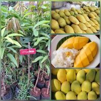 ราคา ต้นมะม่วงอกร่องทอง มะม่วงอกร่องทอง แตกต่างกับมะม่วงอกร่องเขียวคือ ผลสุกของ มะม่วงอกร่องทอง จะเป็นสีเหลืองตลอดทั้งผลสวยงามน่าชมมาก รสชาติหวานหอมเหมือนกับมะม่วงอกร่องเขียวทุกอย่าง (19299416366)