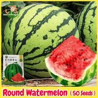 ราคา เมล็ดพันธุ์แตงโม เมล็ดแตงโม เนื้อสีแดง หวานสุดๆ บรรจุ 50เมล็ด Sweet Watermelon Seed Fruit Seeds for Planting เมล็ดพันธุ์ผลไม้ เมล็ดพันธุ์ OP F1 แท้ ผลไม้อินทรีย์ ต้นไม้ผลกินได้ ต้นไม้กินผล เมล็ดผลไม้