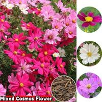 ราคา Good Seed พร้อมจัดส่ง เมล็ดพันธุ์ดาวเปอร์เซียที่ปลูกง่าย เมล็ดสด 100 ราคาถูก 1 ถุง 100 เมล็ด ผสมสี แพ็ค เมล็ดพันธุ์ดาวเปอร์เซียที่ปลูกได้ทั่วไทย เมล็ดพันธุ์ดาวเปอร์เซียแท้ 100 อัตราการงอกสูง กระถางสว