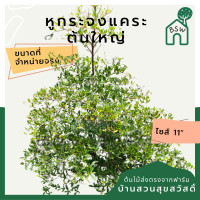 ราคา หูกระจงแคระ 11 นิ้ว ต้นใหญ่ มาในกระถางพร้อมตั้ง (14146928145)