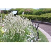 ราคา เมล็ดพันธุ์ Garden Seeds หญ้าหางกระต่าย Lagurus ovatus bunnys tail 100 เมล็ด เมล็ดพันธุ์ Garden Seedsนำเข้าจาก อังกฤษ (9126191686)