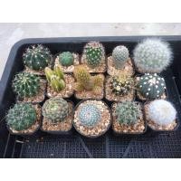 ราคา ส่งฟรีไม่ต้องง้อโค้ด จัดชุด หลากหลายสายพันธ์ ที่นี่ที่เดียวเท่านั้น ต้นกระบองเพชร ต้นแคคตัส แคคตัส กระบองเพชร (16521135915)