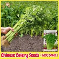 ราคา เมล็ดพันธุ์ ขึ้นฉ่าย บรรจุ 600 เมล็ด Chinese Celery Seeds Vegetable Seeds for Planting Plants เมล็ดคื่นฉ่าย ผักออร์แกนิก เมล็ดพันธุ์ผัก บอนไซ พันธุ์ผัก เมล็ดผัก เมล็ดพันธุ์พืช เมล็ดบอนสี ผักสวนครัว ต้