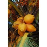 ราคา หน่อมะพร้าว ต้นมะพร้าว สายพันธุ์ มะพร้าวน้ำหอม สีทอง COCONUT COCOS NUCIFERA LINN ต้นเตี้ยแท้ พร้อมปลูก ตกทลายละ 50 100 ลูก น้ำหอมหวาน (8665955871)