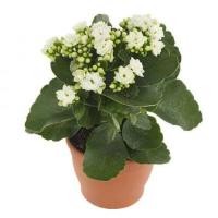 ราคา 30 เมล็ดพันธุ์ เมล็ด กุหลาบหินดอกซ้อน ไม้อวบน้ำ กุหลาบหิน Kalanchoe blossfeldiana Seed อัตราการงอกสูง 80 85 (11650894645)