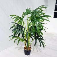 ราคา Lady Palm Tree Height 120 CM ต้นจั๋ง 120 ซม (7820184944)