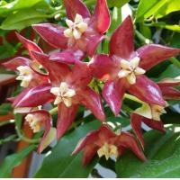 ราคา Hoya ต้นโฮย่า ดอกสีแดง โฮย่าจักรพรรดิ์ Hoya Imperialis Lindl โฮย่ากระดุมแดง Hoya กลีบดอกสีแดงเลือดหมู กระดุมทอง กระถางขนาด 4 นิ้ว ต้นไม้ที่เป็นสัญลักษณ์ของความรัก โฮย่า ไม้เลื้อย ดอกสวย มีกลิ่นหอม (77