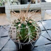 ราคา หนามโหด หนามแปลก ไม้สะสม คัดพิเศษ ไม้เมล็ด ต้นกระบองเพชร ต้นแคคตัส แคคตัส กระบองเพชร (19838357804)