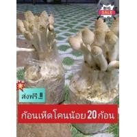 ราคา ก้อนเชื้อ เห็ดโคนน้อย 10 ก้อน ชุด 20 และ 30 ก้อน ส่งฟรี เห็ดโคนน้อย พร้อมเปิดอดอก ได้เลย มีคู่มือการเพาะ (703080313)