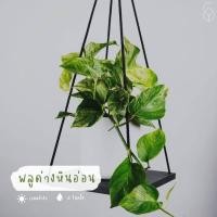ราคา ต้นพลูด่าง พลูด่างราชินีหินอ่อน กระถาง 4 นิ้ว เป็นพลูด่างที่มีลวดลายบนใบคล้ายหินอ่อนสวยงาม ลักษณะของใบอ่อนจะเป็นรูปไข่ ใบที่เติบโตเต็มที่จะคล้ายรูปหัวใจ กว้าง 5 30 เซนติเมตร (10387735600)