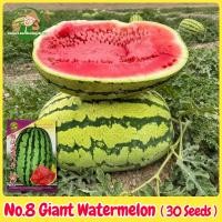 ราคา เมล็ดพันธุ์แตงโมยักษ์ เนื้อสีแดง หวานสุดๆ 30เมล็ด No 8 Giant Watermelon Seed Fruit Seeds for Planting เมล็ดแตงโมยักษ์ เมล็ดพันธุ์ผลไม้ เมล็ดพันธุ์ OP F1 แท้ ผลไม้อินทรีย์ ต้นไม้ผลกินได้ ต้นไม้กินผล เม