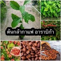 ราคา ต้นกล้ากาแฟ อาราบิก้า ชุด1ต้น รับประกันต้นกล้ากาแฟ 100 ปลูกครั้งเดียวเก็บผลผลิตได้ถึง 30 ปี ต้านทานต่อโรค ข้อสั้น ต้นเตี้ย เก็บง่าย ให้ผลผลิตสูง น้ำหนักดี สองปีให้ผลผลิต ต้นกล้าแข็งแรงพร้อมปลูกทุกต้น 