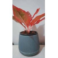 ราคา ต้นแสงเงินแสงทอง ไม้มงคลกระถาง 4 6 นิ้ว (8881188691)