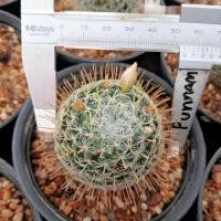 ราคา แมมดูไว Mammillaria duwei ไม้เมล็ด ขนาด 3 5 ซม ต้นกระบองเพชร ต้นแคคตัส แคคตัส กระบองเพชร (19216602560)