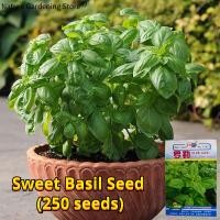 ราคา เมล็ดพันธุ์ อิตาเลี่ยน เบซิลใบใหญ่ บรรจุ 250เมล็ด Large Leaf Italian Basil Seeds Herbs Seed Organic Vegetable Seeds for Planting โหระพาหวาน เมล็ดโหระพาใบใหญ่ เมล็ดพันธุ์ผัก ผักสลัด ผักสวนครัว บอนไซ ผั