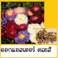 ราคา เมล็ดพันธ์ุ ดอกไม้ ดอกเบญจมาศ ดอกแอสเตอร์ ดอกลาเวนเดอร์ ดอกคาร์เนชั่น เสาวรสสีเหลือง สแตติส เวอร์บีน่า และอื่นๆ (7407300358)