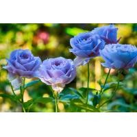 ราคา 25 เมล็ด เมล็ดกุหลาบ สีน้ำเงิน ดอกใหญ่ สายพันธุ์ เมล็ดกุหลาบ ดอกกุหลาบ ปลูกกุหลาบ กุหลาบ อัตราการงอก 70 80 Rose Seed (9079320901)