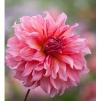 ราคา 1 เหง้า ชุุด รักเร่ Dahlia Bulb สายพันธุ์ Islander หัวรักเร่ ดอกไม้ ดอกรักเร่ เหง้า นำเข้า ยุโรป หัวสดใหม่ ผ่านการแช่เย็นแล้ว (8668243887)