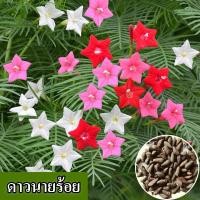 ราคา พร้อมส่ง เมล็ดพันธุ์ดอกแคทเธอรีน ปลูกง่าย ถุงละ 80 เมล็ด ผสมสี ปลูกสด 100 ปลูกกระถาง ปลูกสวน ปลูกดอกไม้ เมล็ดพันธุ์ดอกไม้ประดับ ปลูกได้ทั่วไทย ปลูกกระถาง ดอกไม้สวยงาม ตกแต่งบ้าน สวน ไม้ประดับ บอนไซ พ 