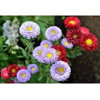 ราคา เมล็ดพันธุ์ดอกไม้ดอกแอสเตอร์ ดอกคาร์เนชั่น ดอกเดือนฉาย ดอกเบญจมาศคละสีดอกลาเวนเดอร์ ราคาซองละ 29 บาท (5951724140)