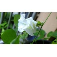 ราคา เมล็ดพันธุ์ ดอกอัญชัน ดอกสีขาว กลีบซ้อน บรรจุ 10 เมล็ด ซองละ 29 บาท (8773692839)