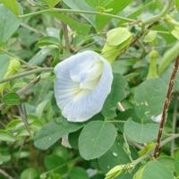 ราคา 20 เมล็ด เมล็ดผัก ดอกอัญชัน ดอกขาว สวนครัว ปลูกผักปลอดสาร เก็บเกี่ยวไว Butterfly Pea Asian pigeonwings Vegetable Seeds (21252181342)