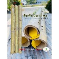 ราคา ลันดักปลาไหลแบบไม้ไผ่ ที่ดักปลาไหล ลอบดักปลาไหล ปลาไหล บั้งลันดักปลาไหล ลันไม้ไผ่ ดักปลาไหล จับปลาไหล (20850483355)