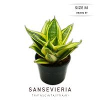 ราคา ลิ้นมังกรแคระ ด่าง สีอ่อน S Mสายพันธุ์ futura superba Sansevieria Trifasciata (13522179020)