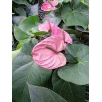 ราคา ดอกหน้าวัว Anthurium spp เป็นไม้ดอก เศรษฐกิจสำคัญ หน้าวัวแคระ ต้นหน้าวัวแคระ Flamingo flower ที่นิยมใช้แพร่หลายในประเทศและส่งออก เพราะเป็นไม้ดอกที่มีหลากสีสันและหลายสายพันธุ์จัดส่งพร้อมกระถาง6นิ้ว สูง