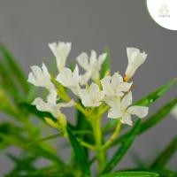 ราคา Treeno 9 T384 ยี่โถ Sweet Oleander มี 3 สี กระถาง 10 นิ้ว สูง 75 85 cm ต้นไม้ประดับดอกสวยงาม สีเด่นละมุน สะดุดตา มีกลิ่นหอมอ่อนๆ (18024073644)