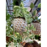 ราคา โมบายเปลือกหอย Mobile shell โมบายหอยสีธรรมชาติ โบบายหอยสวยงาม ประดับด้วยต้นไม้ ในกาบหอย มี 3 แบบ ให้เลือก มีต้นไม้เพิ่มความสบายตา โมบายตกแต่งบ้านและสวนให้ดูร่มรืน สบายตา (8117237671)