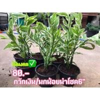 ราคา ต้นนกน้อยนำโชคใบด่าง ต้นกวักเงินกวักทอง ต้นไม้มงคล สวยงาม ใบสวย (9059372294)