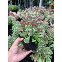 ราคา ต้นพญานาคราช พันธุ์ด่าง ใบด่าง ตัวผู้ ในกระถาง 4 นิ้ว พญานาคราช เป็นว่านมงคลแห่งยศฐาบรรดาศักดิ์ เป็นไม้มงคล ที่เด่นในด้านความเป็นสิริมงคล เสริมบารมี เรียกโชคลาภ (15672767968)