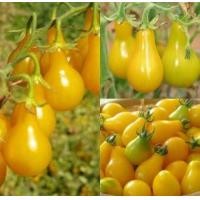 ราคา เมล็ดมะเขือเทศลูกแพร์เหลือง บรรจุซองละ50เมล็ด (10554880470)