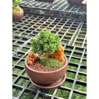 ราคา สวนถาด ขนาดกระถาง 5 นิ้ว ดินเผาน้ำตาลเคลือบมัน พร้อมจานรอง ไม้มงคล บอนไซแคระ สน แก้วแคระ (21380442130)