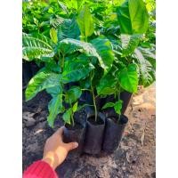 ราคา ต้นเสาวรสไทนุงหรือเสาวรสสีม่วง ชุด3ต้น เพาะเมล็ด รสชาติเปรี้ยวหวาน มีวิตามินC สูง (16785949057)