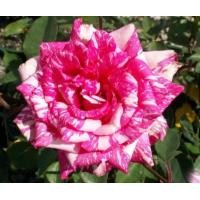 ราคา 30 เมล็ด เมล็ดพันธุ์ กุหลาบ Dragon Rose Seed สี ขาว แดง ดอกใหญ่ นำเข้าจากต่างประเทศ พร้อมคู่มือ เมล็ดสดใหม่ (9107811527)