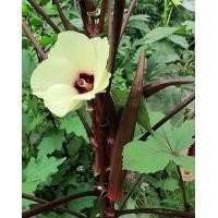 ราคา เมล็ดกระเจี๊ยบเขียว พันธุ์ฝักสีแดง กระเจี๊ยบมอญแดง ซองละ 29 บาท เมล็ดจากบ้านสวน (15377100623)