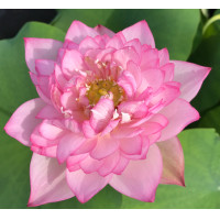 ราคา 4 เมล็ดพันธุ์ดอกบัว บัวสาย บัวหลวง พันธุ์นอก สายพันธุ์ Star Of Yaochi สีชมพู อ่อนหวาน ปลูกประดับโต๊ะทำงาน เลี้ยงบัวในบ้าน Lotus Flower Plant Seeds (19316923101)