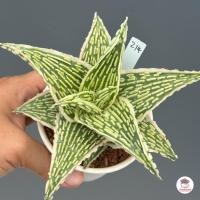 ราคา Aloe Hybrid seedings อโลไฮบริด ไม้เมล็ด 200บาท ทุกต้น ไม้อวบน้ำ กุหลาบหิน cactus succulentหลากหลายสายพันธุ์ (9555237116)