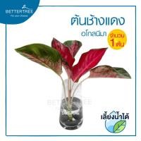 ราคา ต้นไม้เลี้ยงน้ำได้ จำนวน 1 ต้น ต้นไม้ฟอกอากาศ ต้นไม้ พลูด่าง พลู พลูด่างฟอกอากาศ ไม้น้ำ (19725061820)