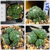ราคา แอสโตรไฟตัม กิ๊กโกะ ลิซซาร์ดสกิน astrophytum asterias kikko lizardskin กระดองเต่า กระบองเพชร แคคตัส Cactus (20938363018)