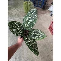 ราคา ต้นอโกลนีมา มรดกโลก Aglaonema World of heritage (17296046265)